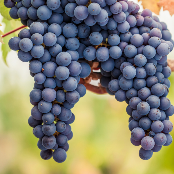 2018 Pinot Noir – Meraviglioso Winery