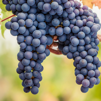 2018 Pinot Noir – Meraviglioso Winery